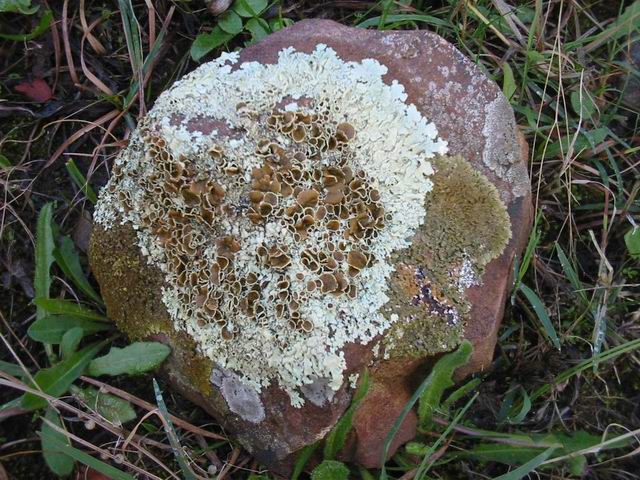 lichene da determinare